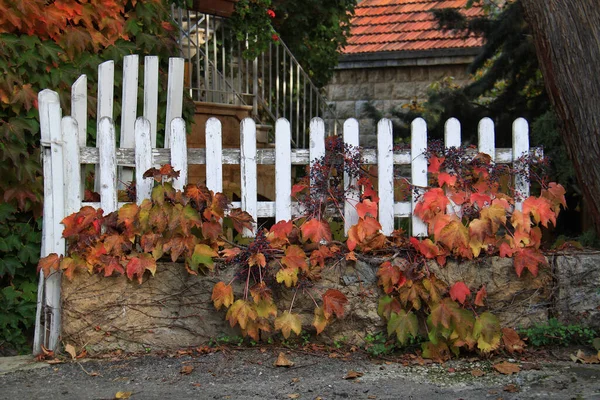 Old Picket Fence Autumnal Leaves — Stock Photo, Image