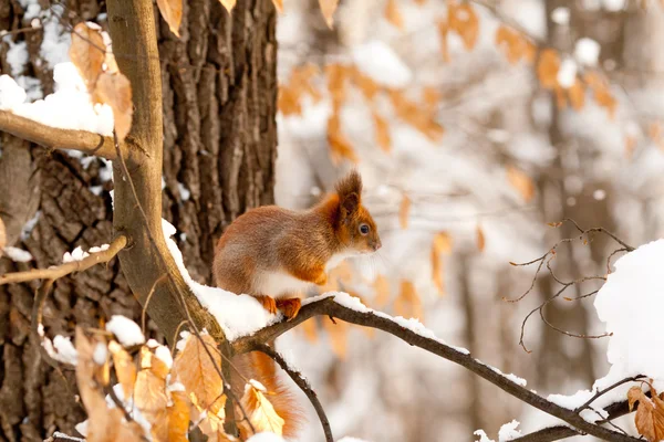 Eichhörnchen auf einem Baum Stockbild