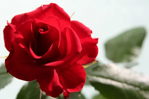 悲伤的红玫瑰 — 图库照片