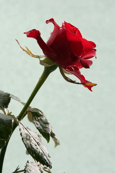 悲伤的红玫瑰 — 图库照片