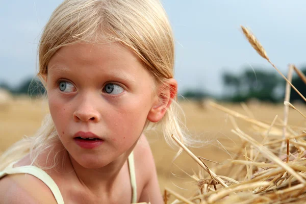 Dopo il raccolto — Foto Stock