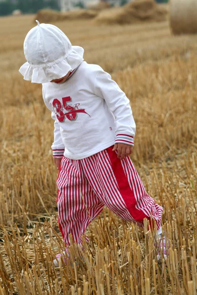 After harvest — Stock Photo, Image