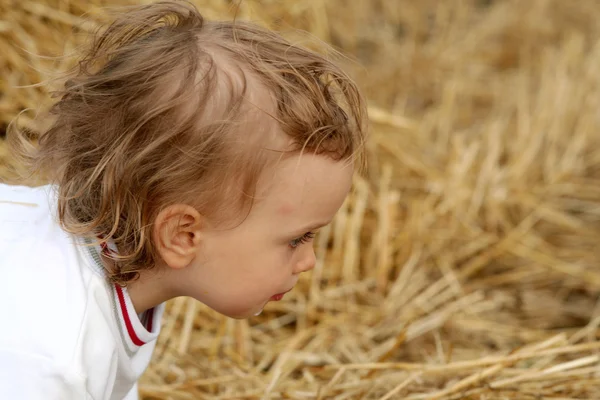 After harvest — Stock Photo, Image