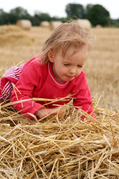 After harvest — Stock Photo, Image