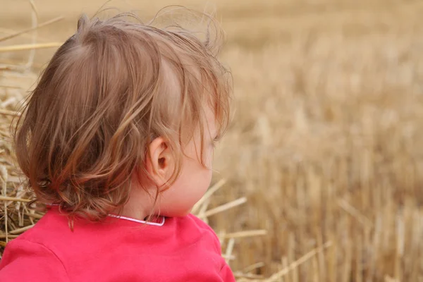 After harvest — Stock Photo, Image