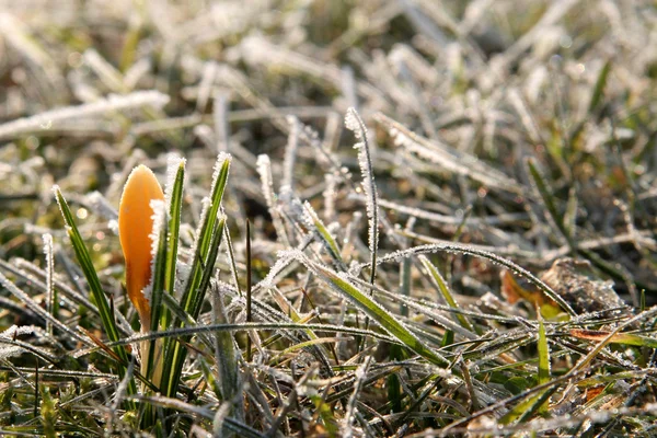 Primeiro Crocus — Fotografia de Stock