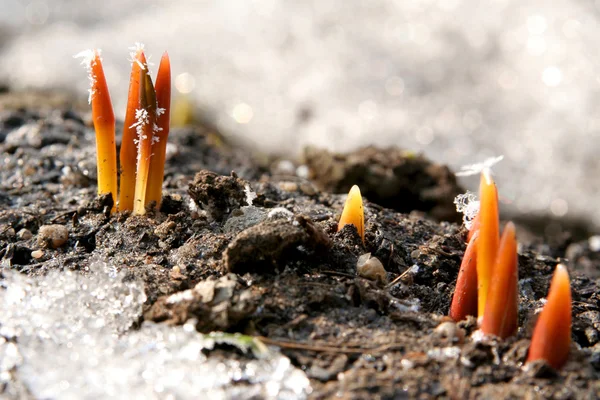 Tulip sprouts — Stock Photo, Image