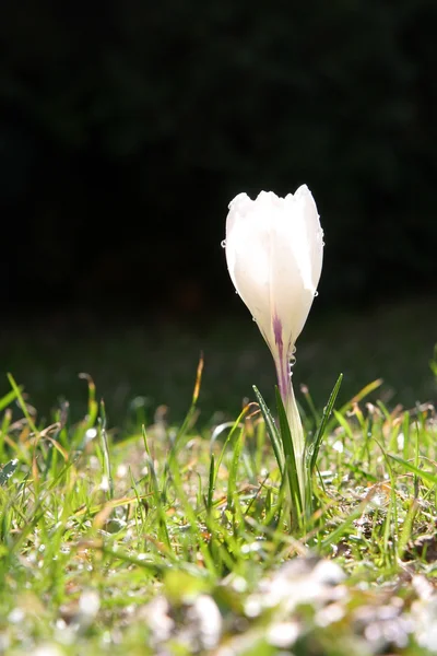 Erster Krokus — Stockfoto