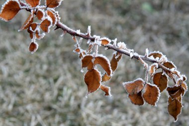 Winter rose