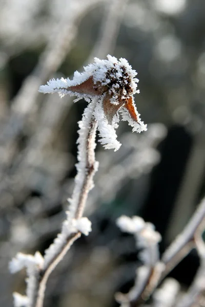 Winter rose — Stock Photo, Image