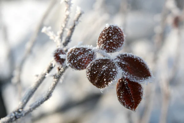 Winterrose — Stockfoto