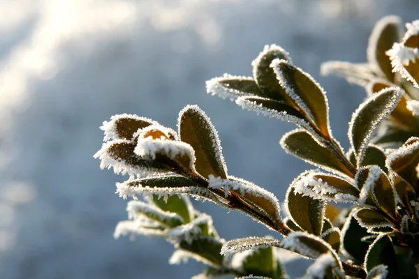Caja de invierno — Foto de Stock