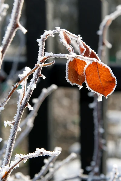 Winter rose — Stok fotoğraf