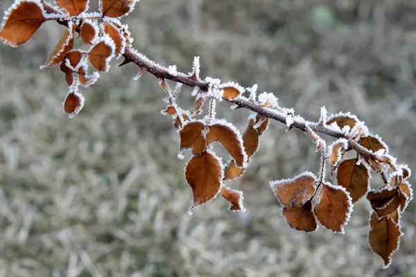 Rosa de invierno Fotos de stock libres de derechos