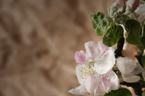 Flores de manzano — Foto de Stock