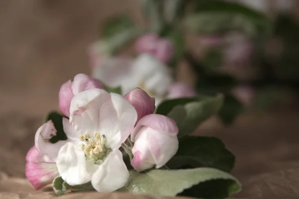 Äppelträd blommor — Stockfoto