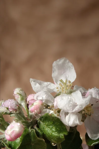 Fleurs de pommier — Photo
