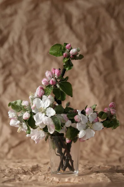Apple-tree flowers — Stock Photo, Image