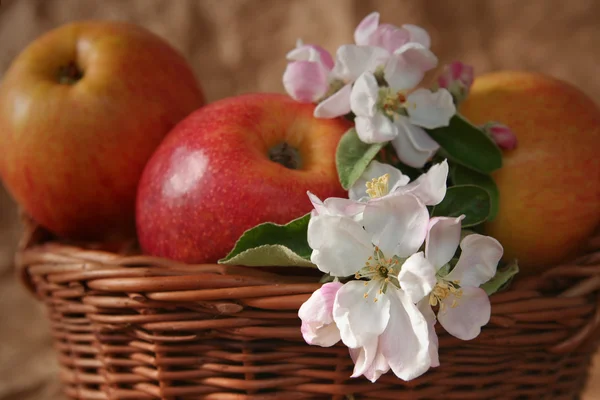 Manzanas y flores — Foto de Stock