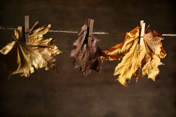 Autumnal still life — Stock Photo, Image