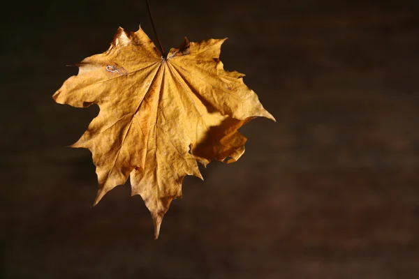 Autumnal still life — Stock Photo, Image