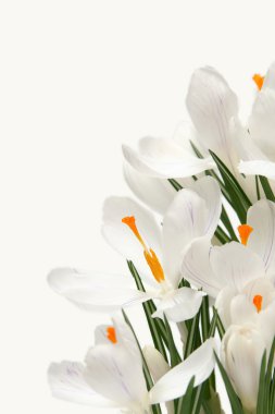 beyaza beyaz Çiğdem