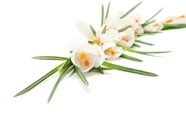 beyaza beyaz Çiğdem