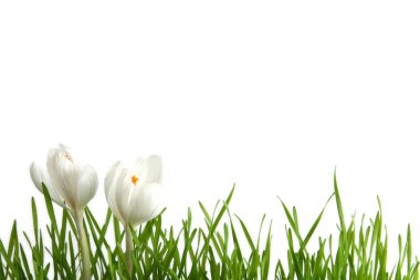 beyaza beyaz Çiğdem