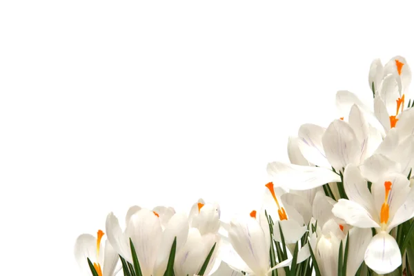 White crocus on white — Stock Photo, Image