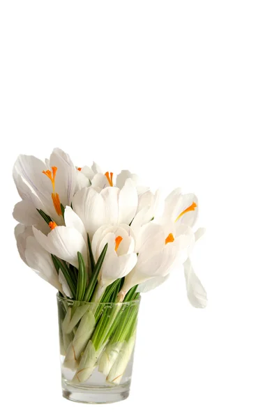 Crocus branco em branco — Fotografia de Stock