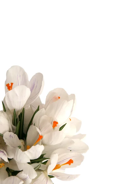 White crocus on white — Stock Photo, Image