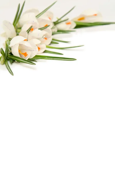 White crocus on white — Stock Photo, Image