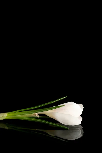 白番红花 — 图库照片