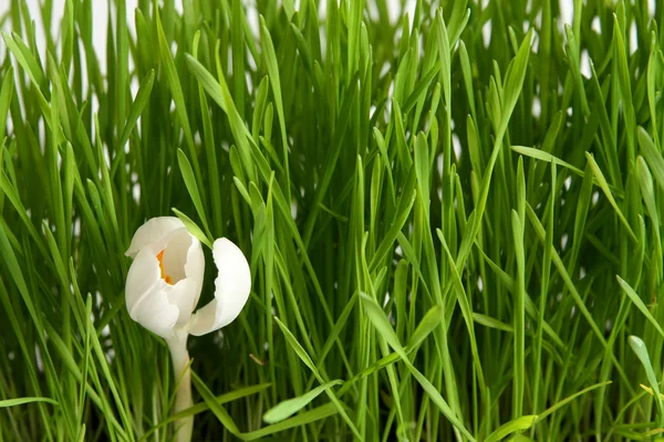 Weiße Krokusse auf weiß — Stockfoto