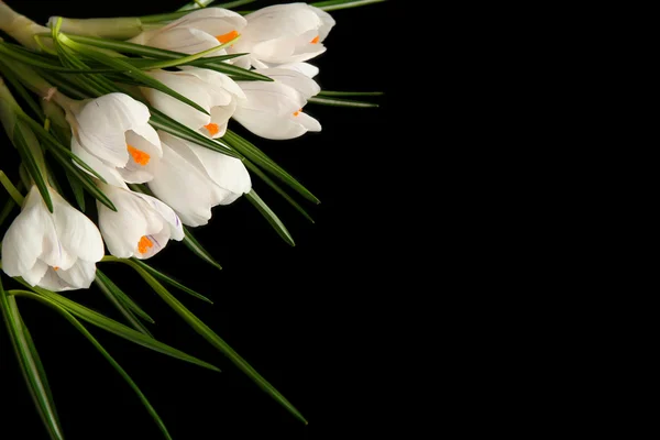 White crocus — Stock Photo, Image