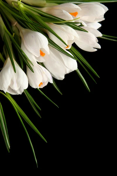 White crocus — Stock Photo, Image