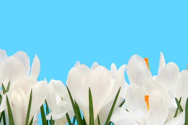 Witte crocus — Stockfoto