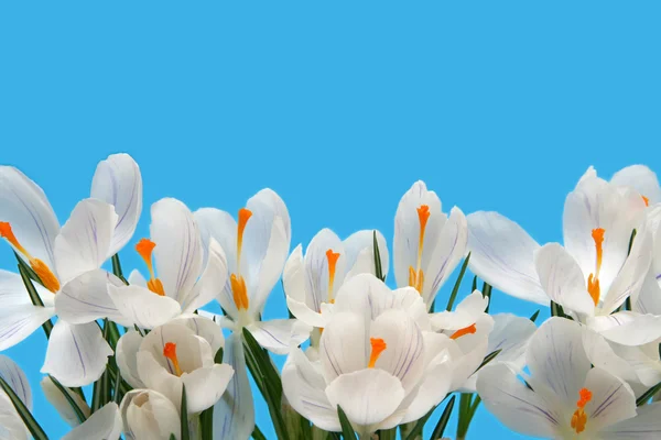 Witte crocus — Stockfoto