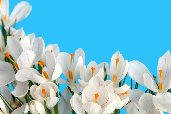 Witte crocus — Stockfoto