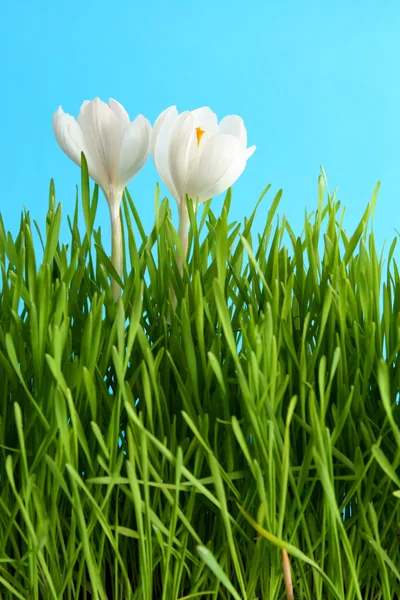 Witte crocus — Stockfoto