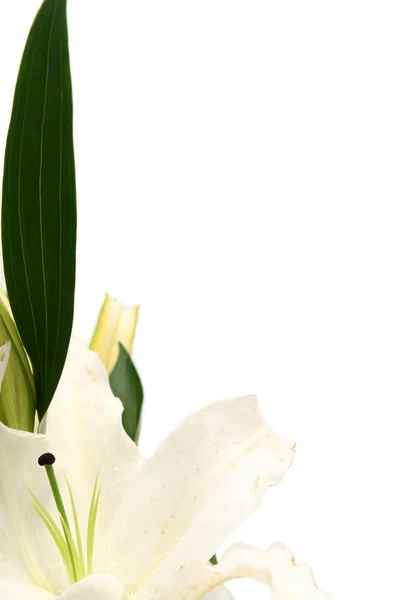 Easter lilies — Stock Photo, Image