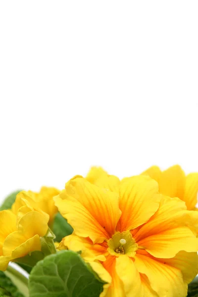 Primula amarilla — Foto de Stock