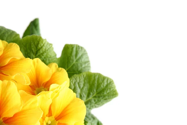 Gul primula — Stockfoto