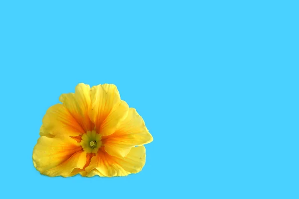 Primula amarilla —  Fotos de Stock