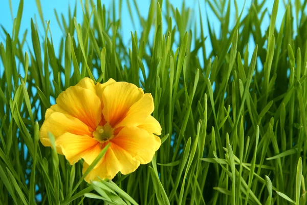 Primula amarilla — Foto de Stock