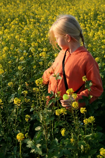 Puesta de sol sobre el campo de violación —  Fotos de Stock