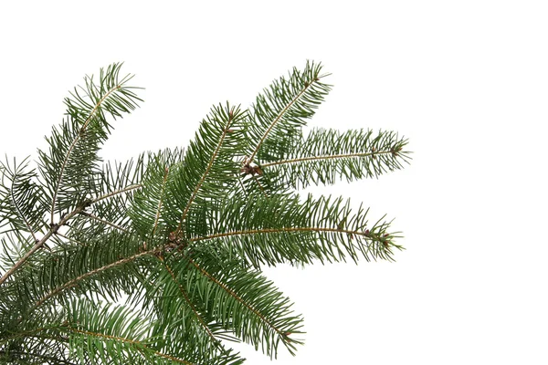 Marco del árbol de Navidad — Foto de Stock