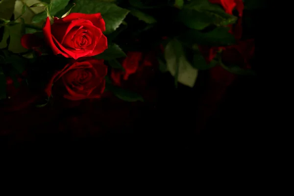 Red rose — Stock Photo, Image