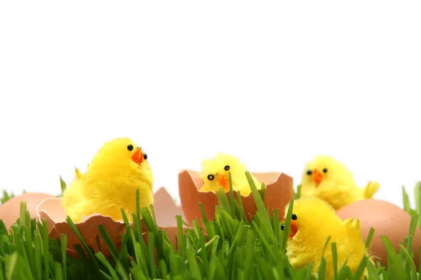 Pollo de Pascua — Foto de Stock