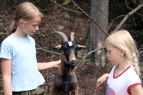 In the zoo — Stock Photo, Image